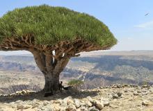 A dragon’s blood tree — Socotra, Yemen. Photo by Alla Campbell